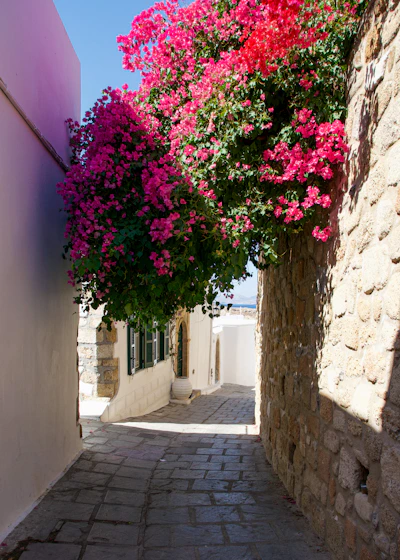 A serene, sunlit alley in Oia framed by whitewashed walls and vibrant bougainvillea.
