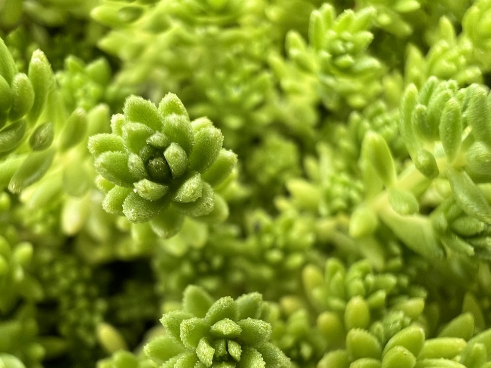 a close up of some broccoli
