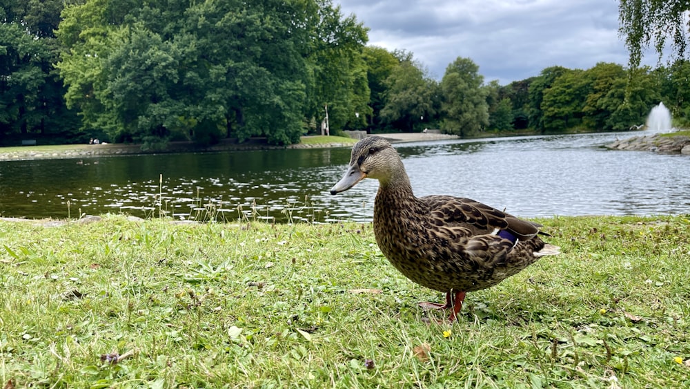 a duck on grass by a lake