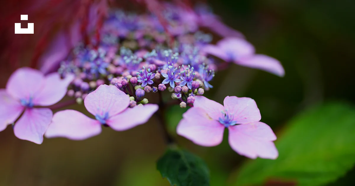 A close up of flowers photo – Free Flower Image on Unsplash