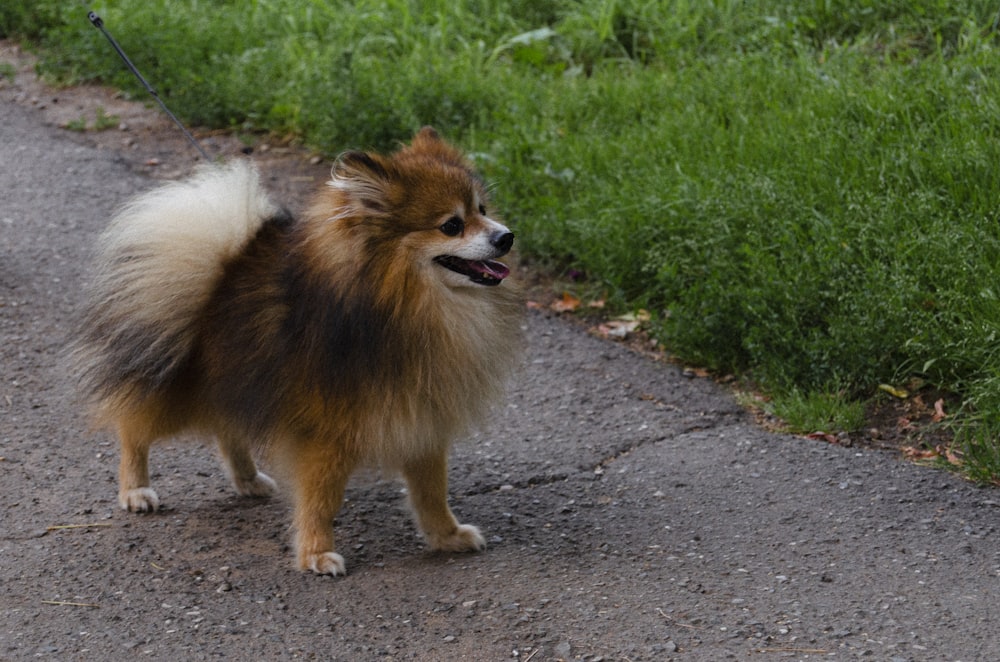 ひもにつないだ犬