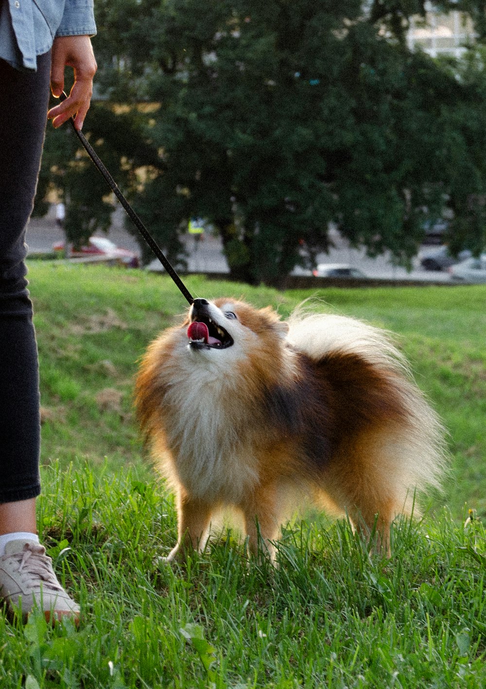 a dog on a leash