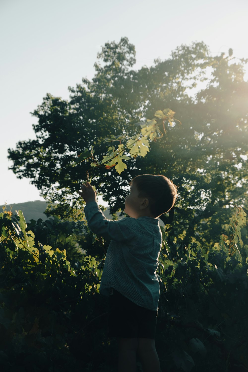 a child holding a leaf