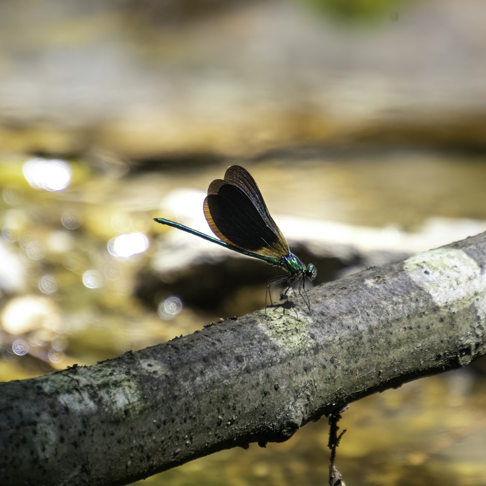 a butterfly on a log