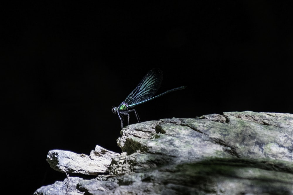 a butterfly on a rock