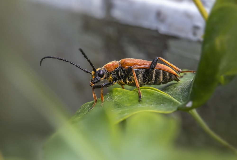 Un primer plano de un insecto