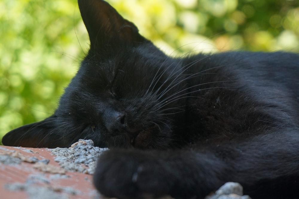 a cat sleeping on a rock