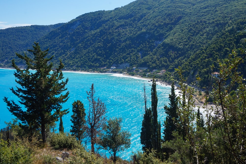 a body of water surrounded by trees