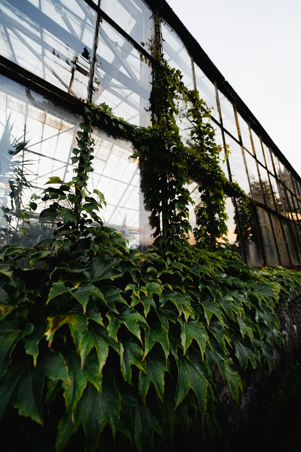 a greenhouse with plants growing