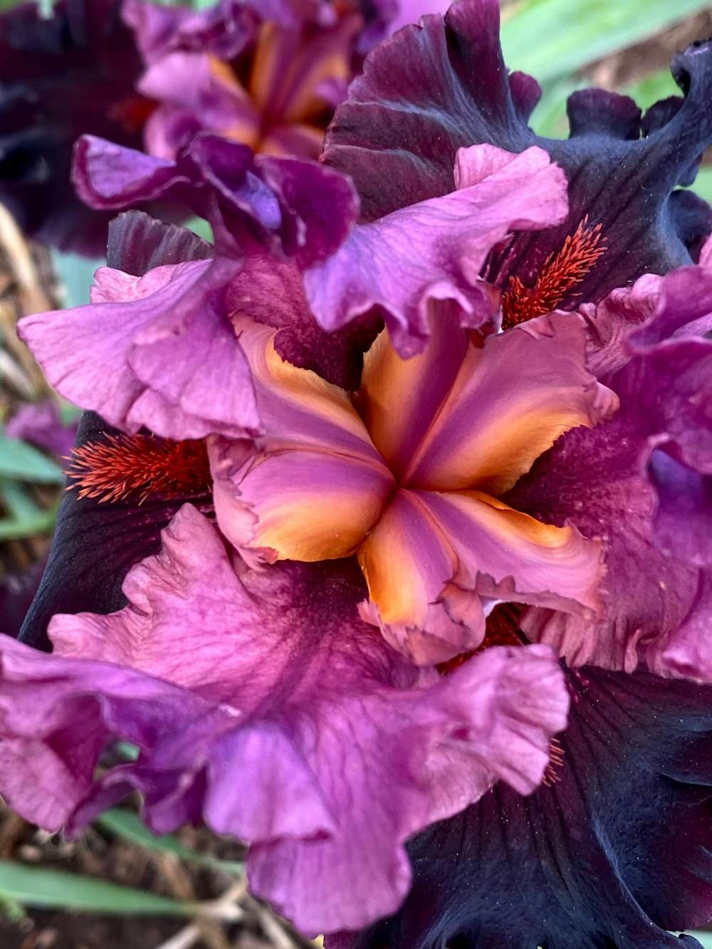 a close up of a flower