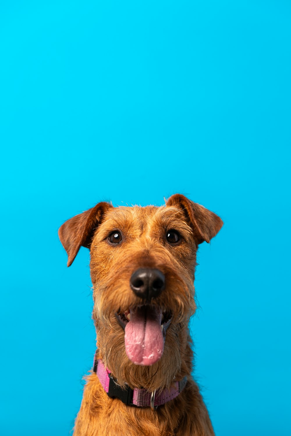 Un perro con la lengua fuera