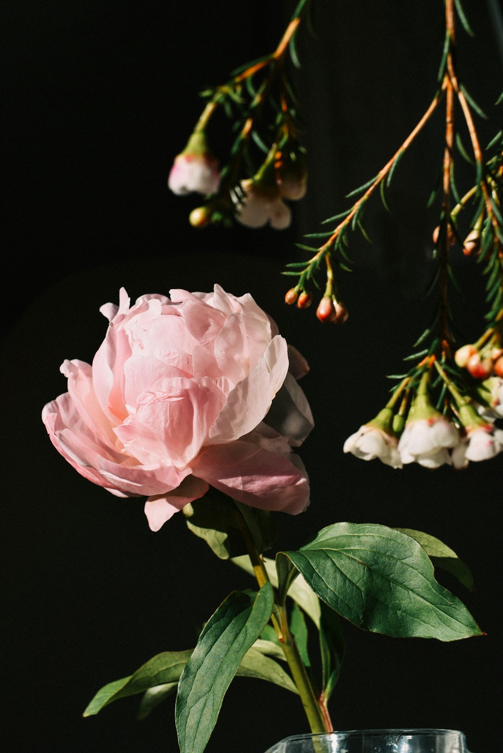 a pink flower with green leaves