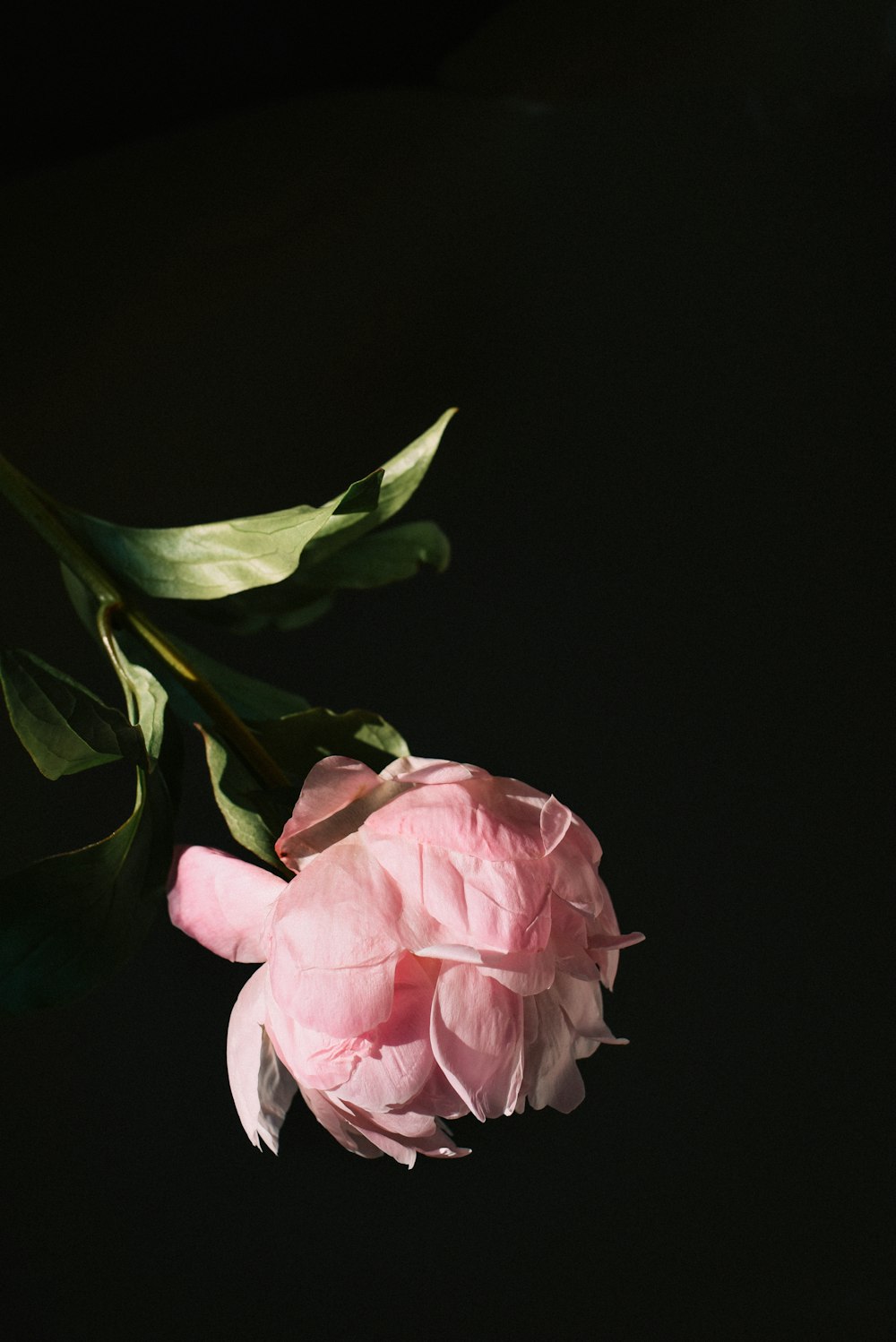 a pink flower with green leaves