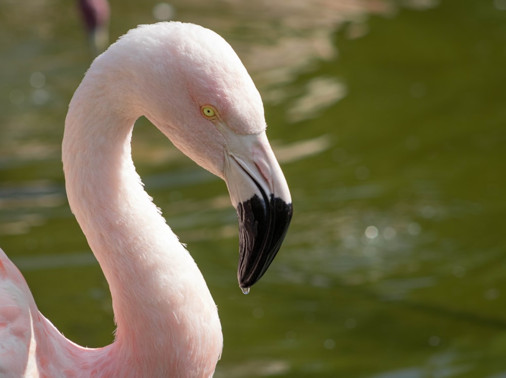 a pink flamingo with a long beak