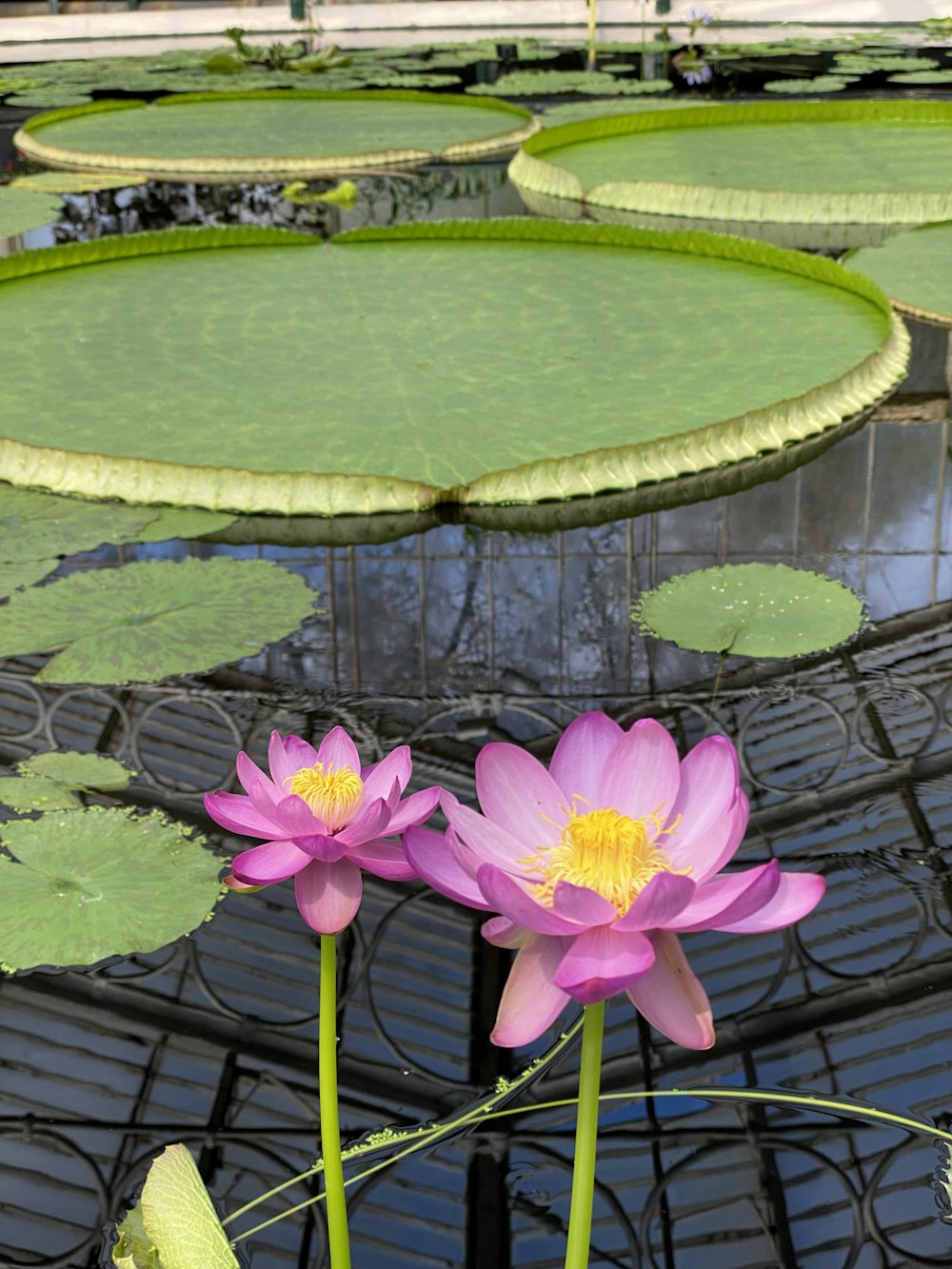 a group of flowers in a pond