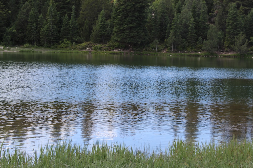 a lake with trees in the background