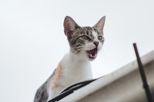 a cat with its mouth open