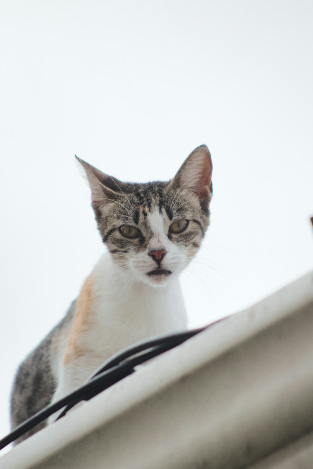 a cat looking out from behind a white surface