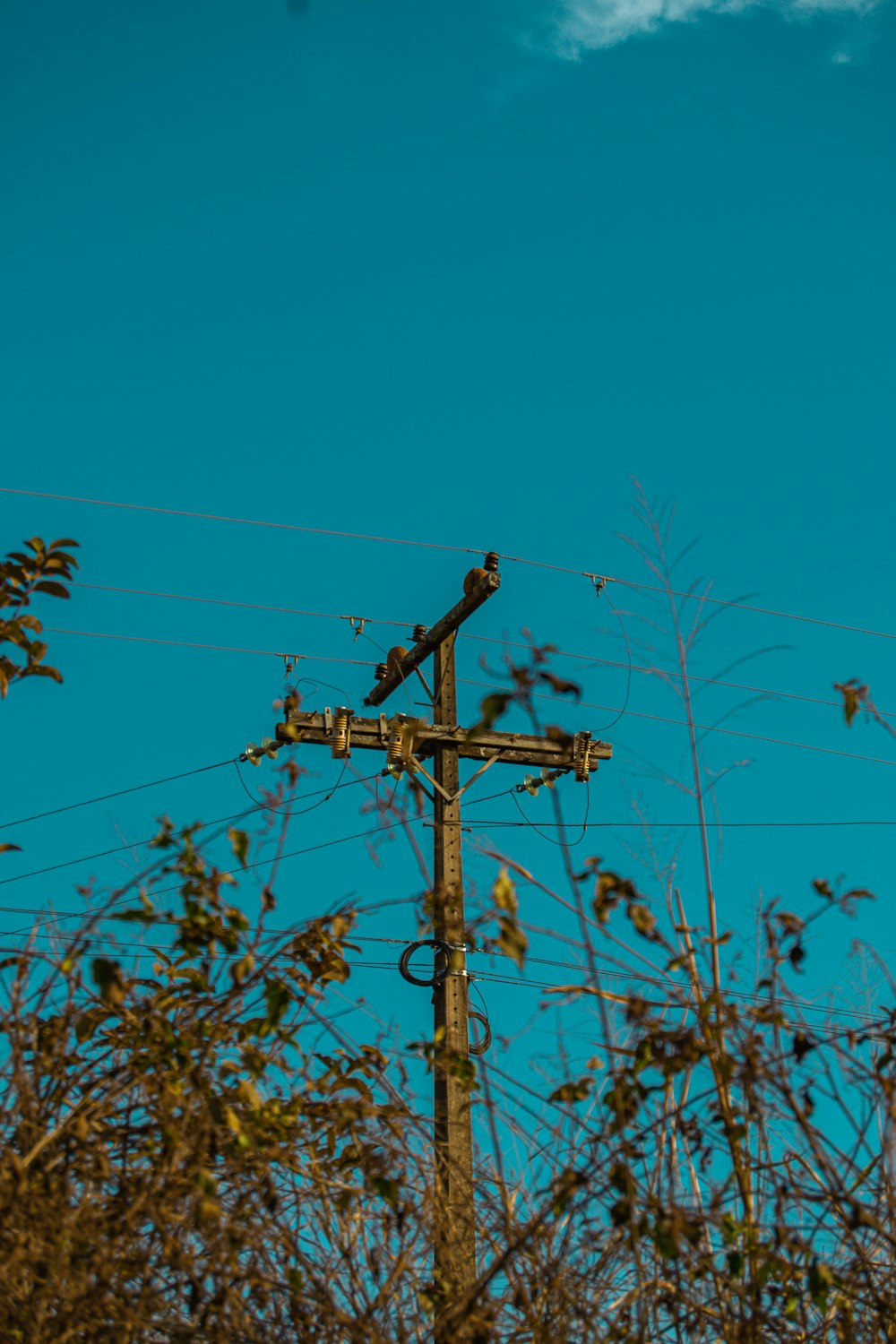 a group of birds sit on a power line