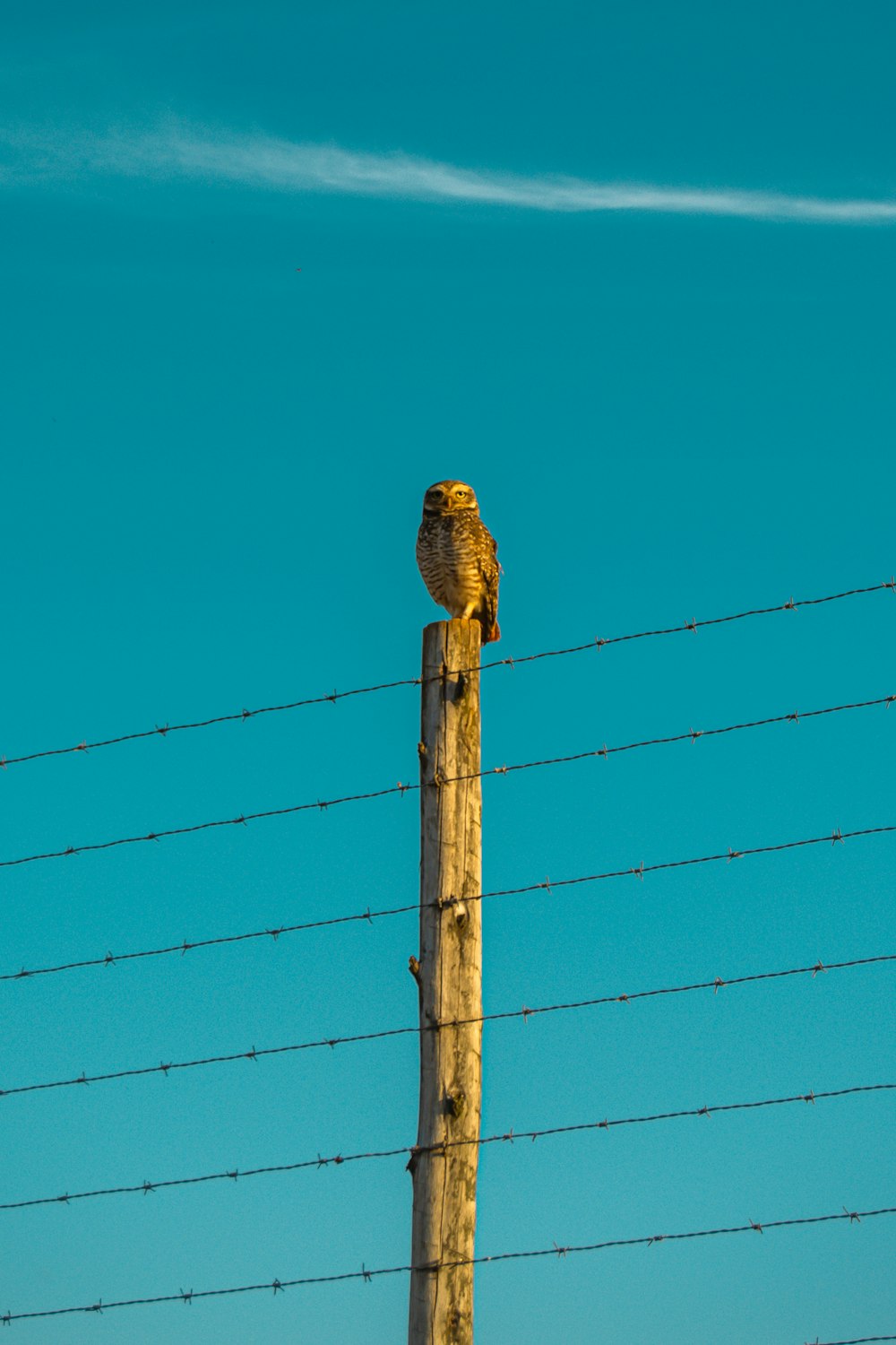 a bird perched on a power line