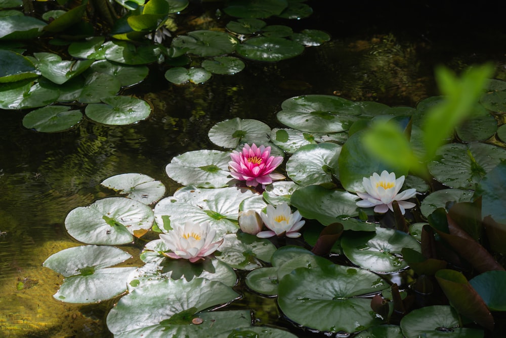 a group of flowers in a pond