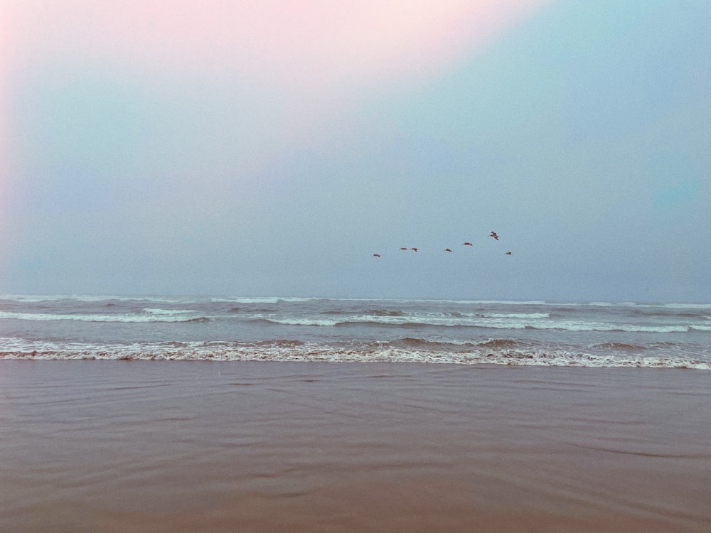 birds flying over the ocean