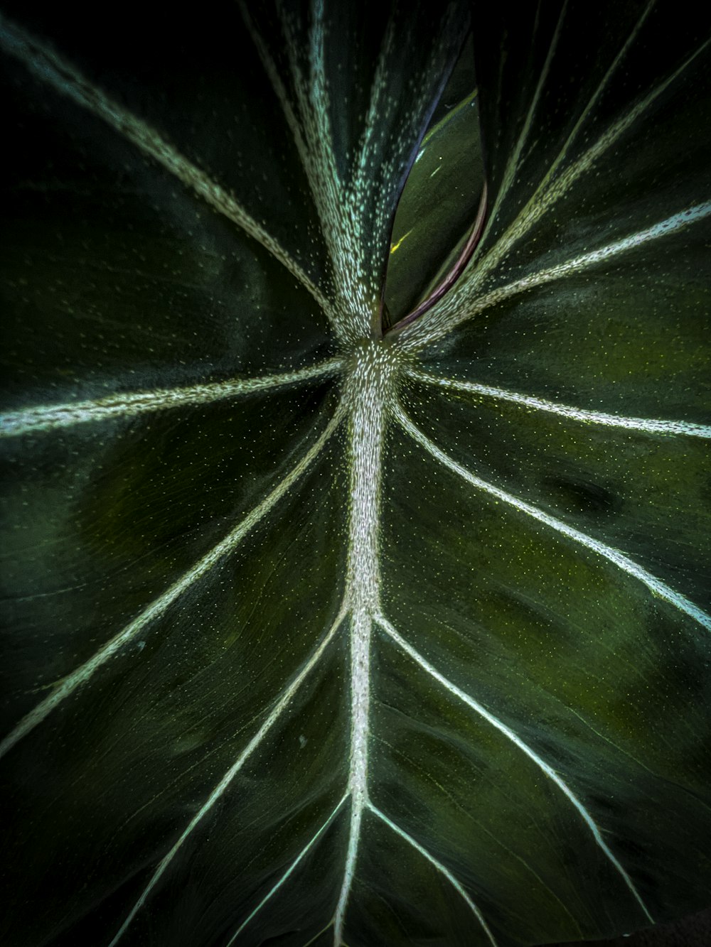 a close up of a leaf