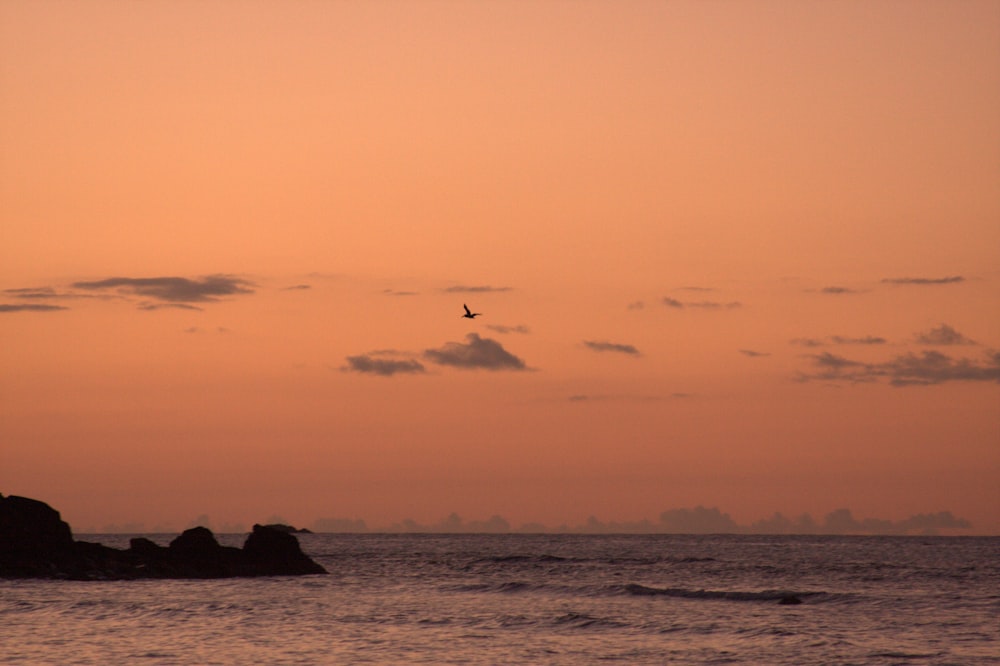 a bird flying over a body of water