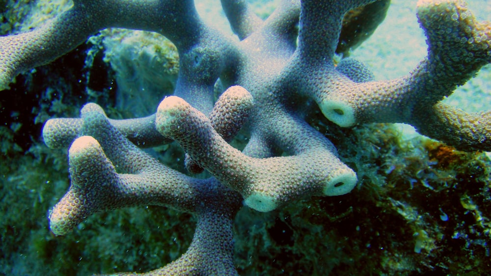 un groupe de poissons nageant