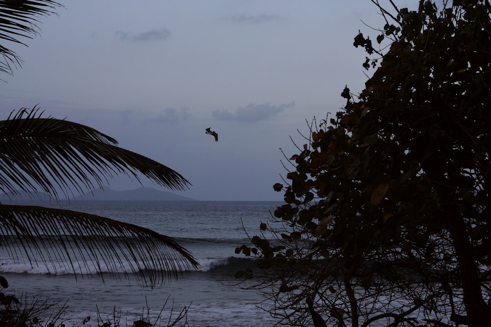 a bird flying over a beach