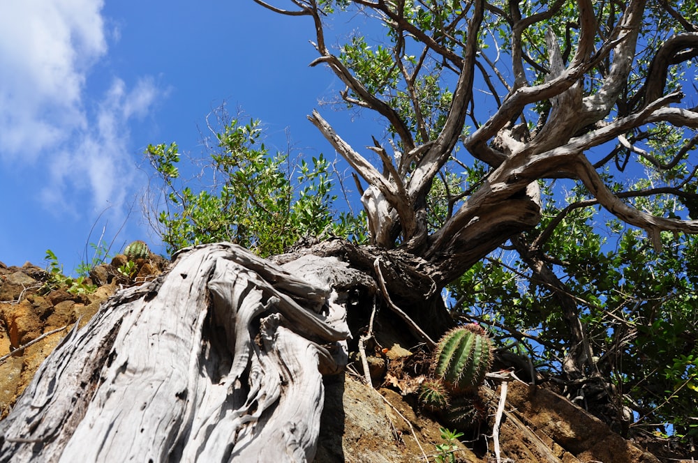 a tree with branches and leaves