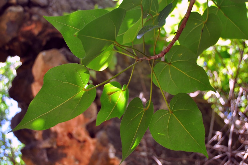 close up of a plant