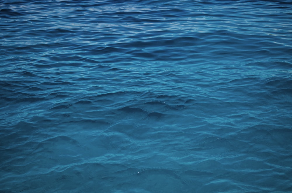 a body of water with a group of dolphins swimming in it