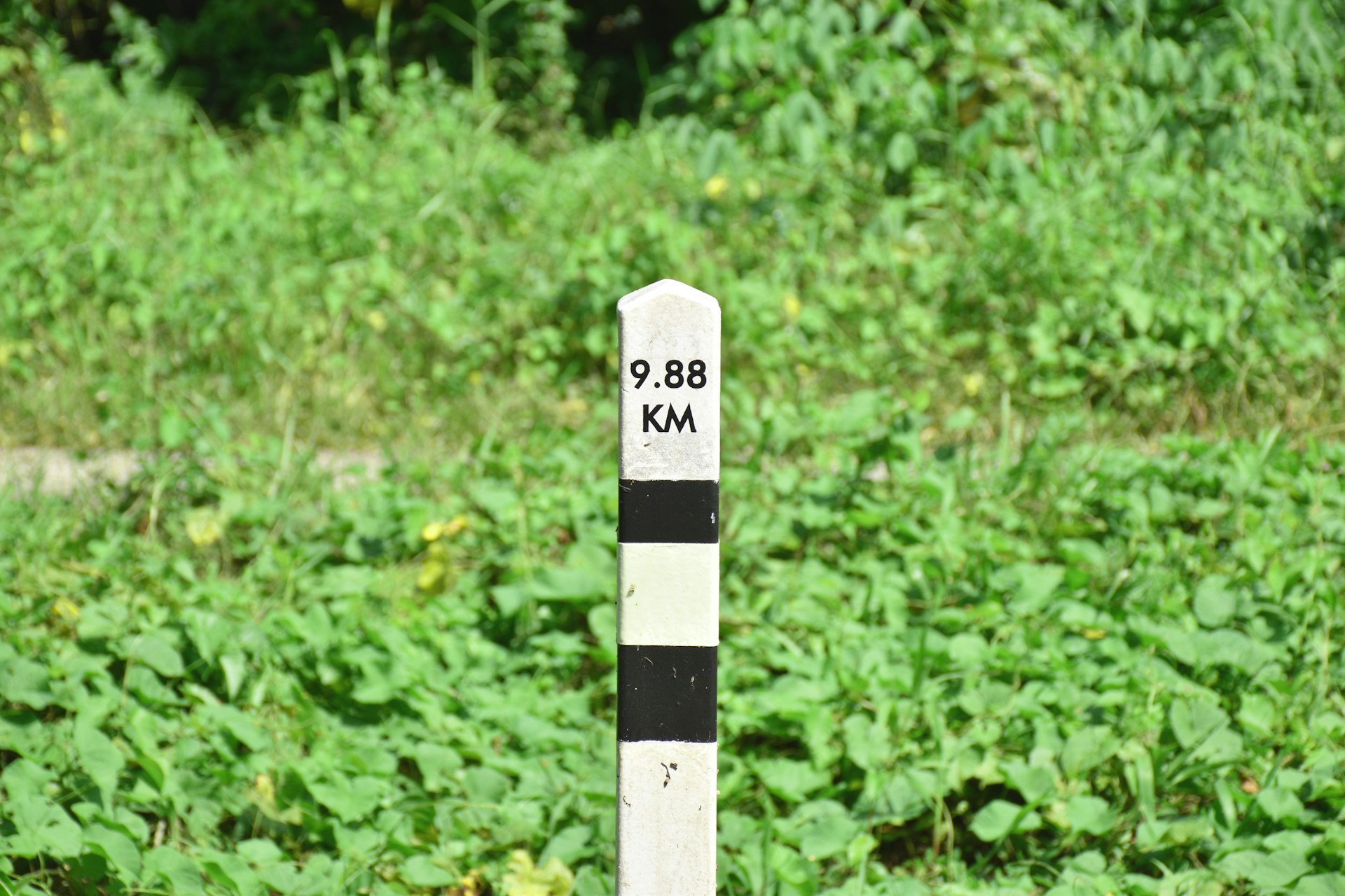 a white and black striped object in a grassy area