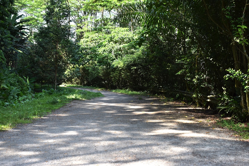 Un camino en el bosque