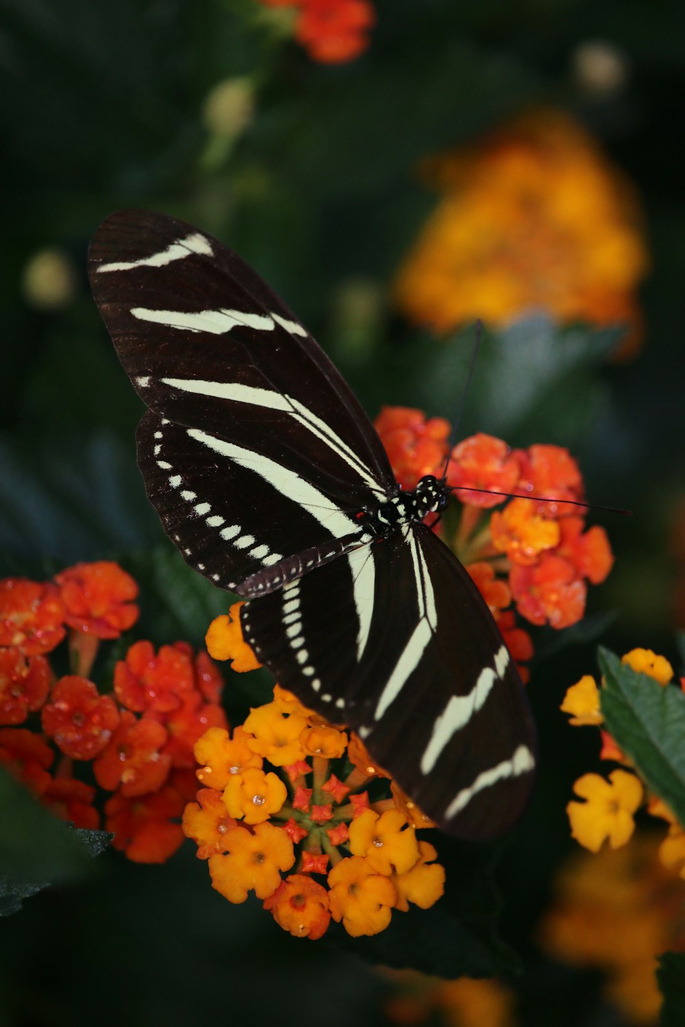 a butterfly on a flower