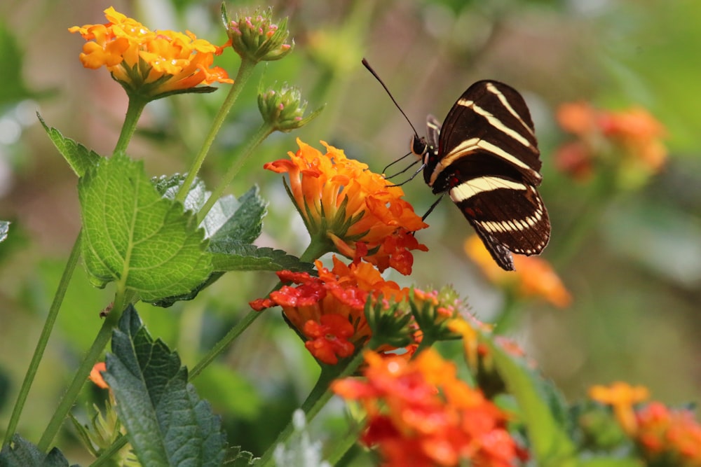 a butterfly on a flower