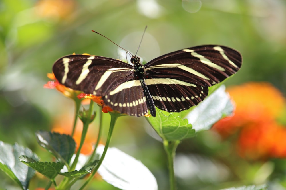 a butterfly on a flower