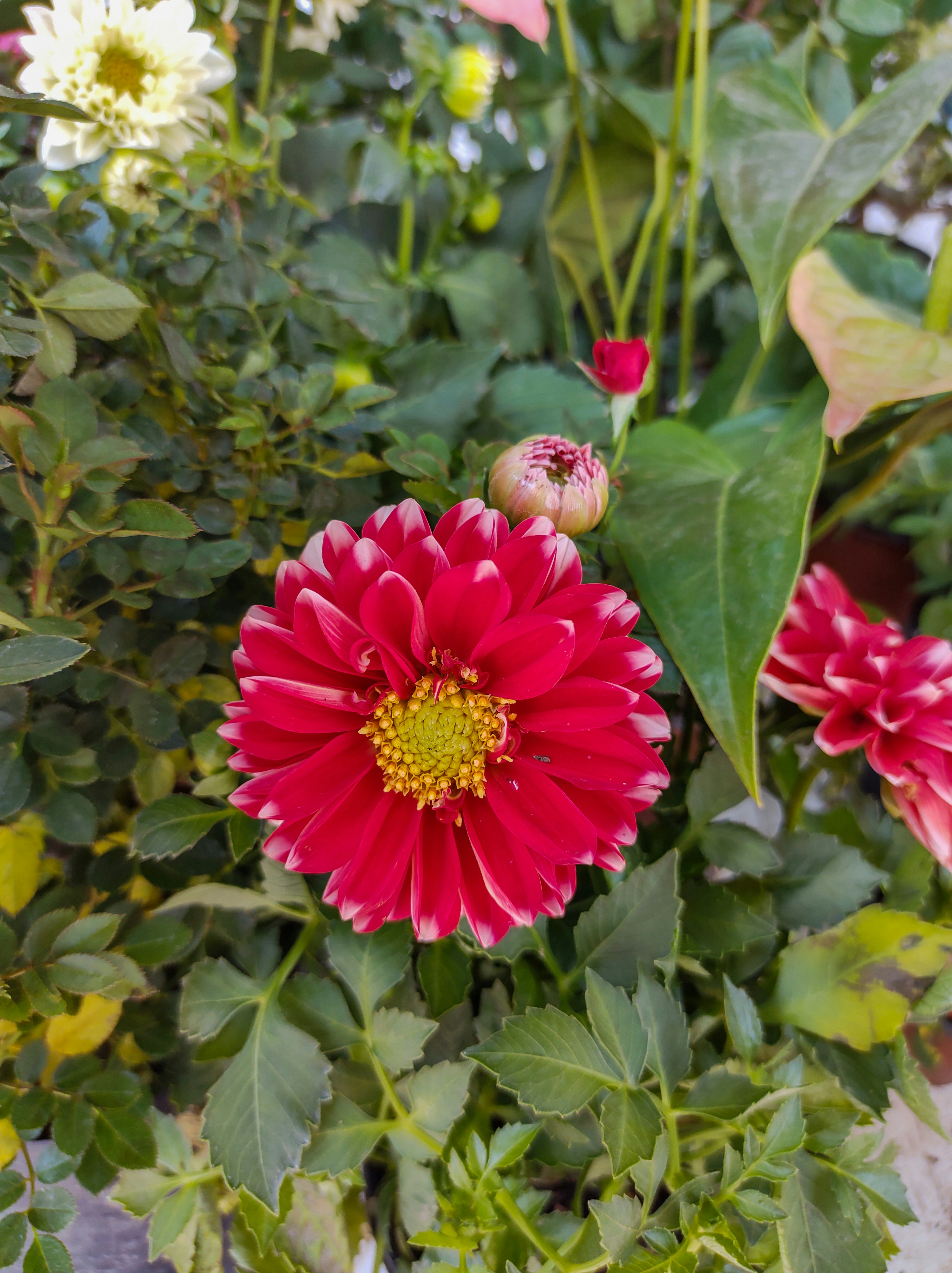 Photo by tulip_sunflower