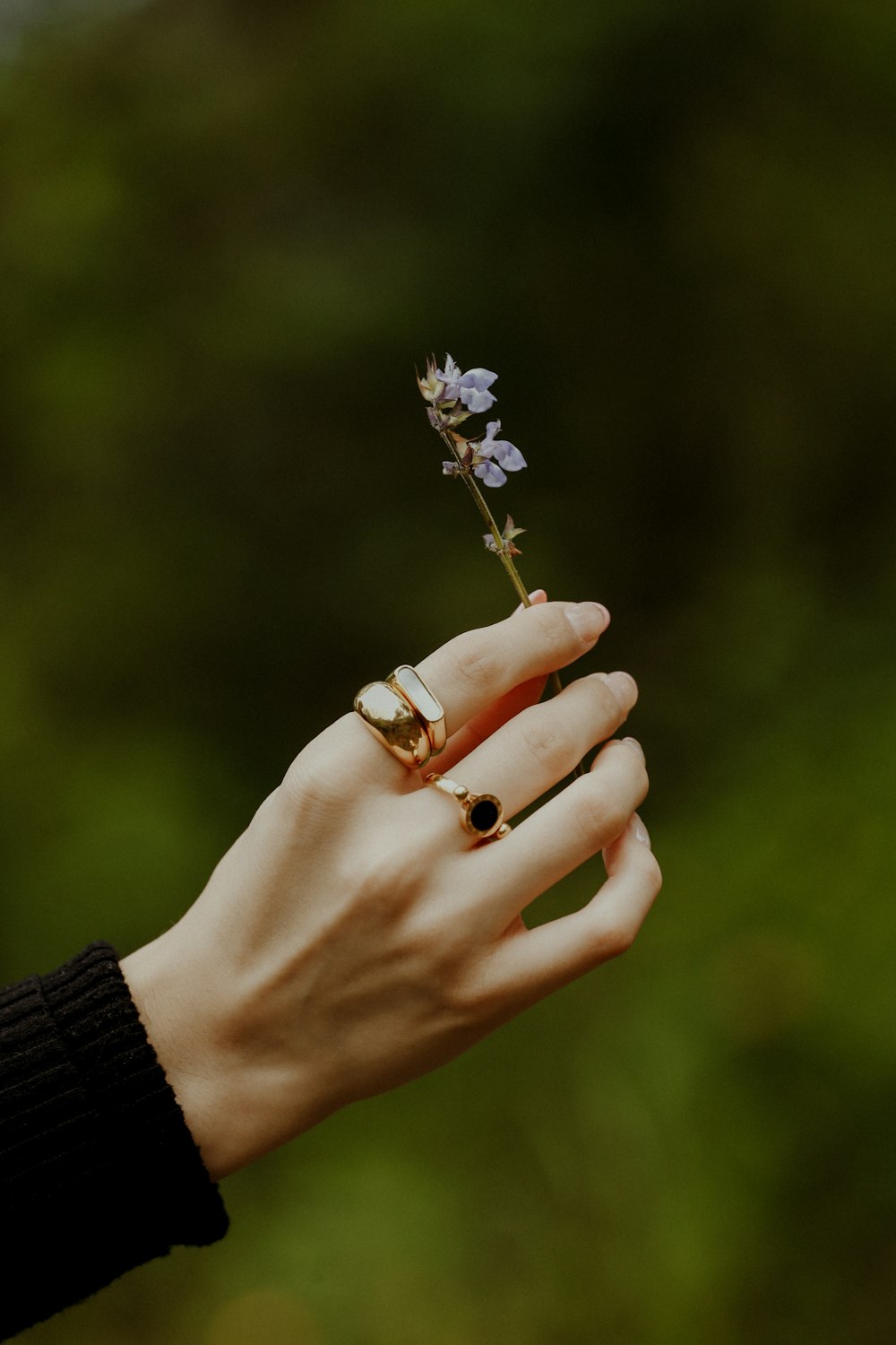 a hand holding a small plant