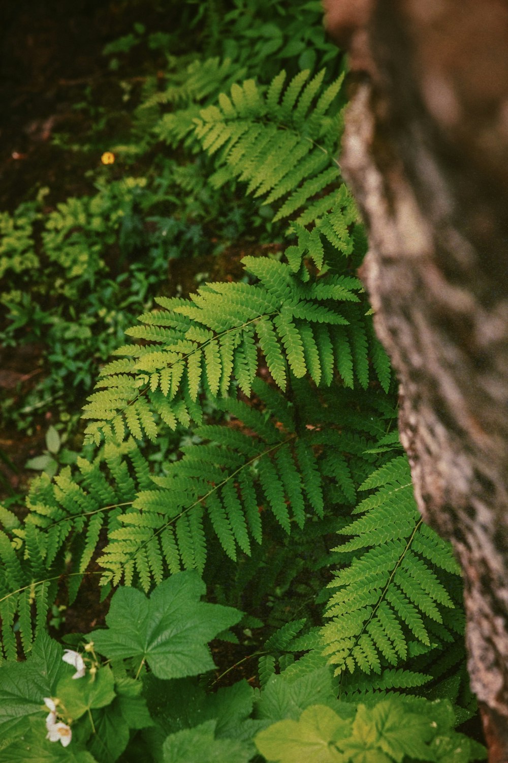 a close-up of some plants