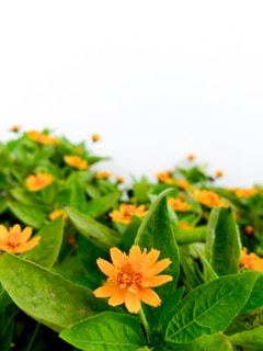 A vertical photo of a vibrant flower bouquet with fresh green foliage on a white background