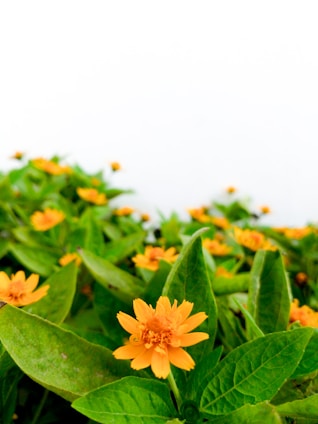 A vertical photo of a vibrant flower bouquet with fresh green foliage on a white background