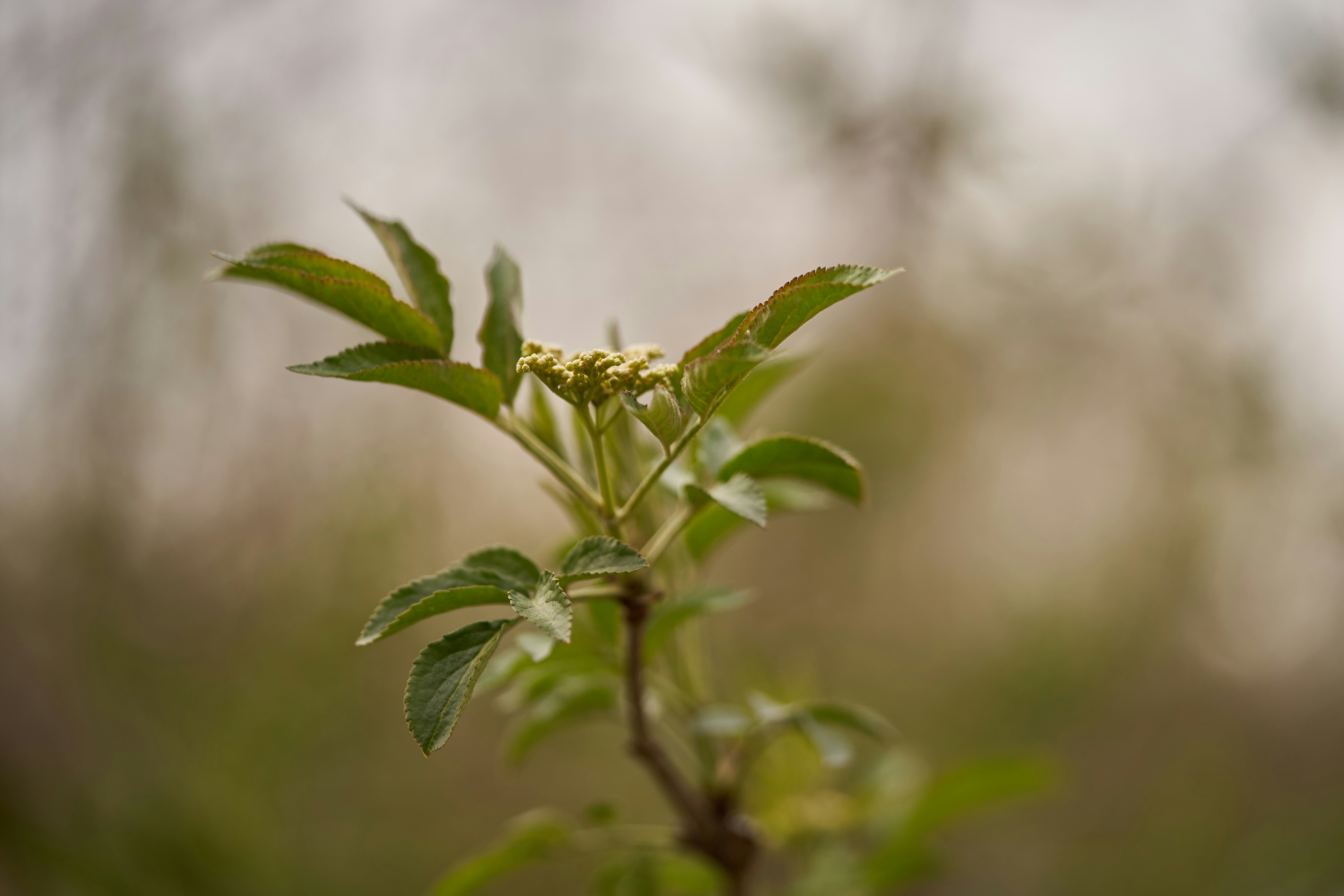 Photo by wolfgang_hasselmann