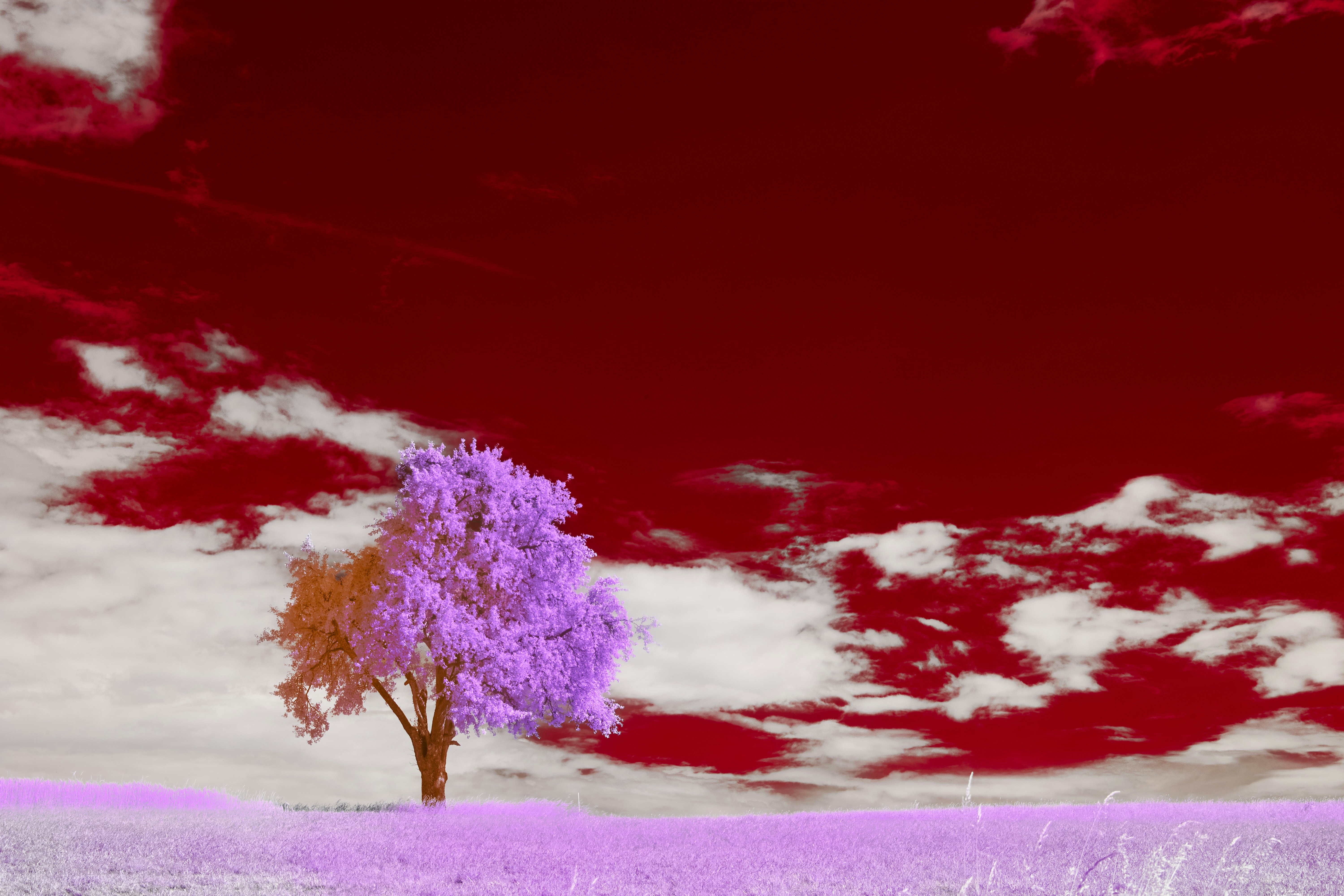 Photo by wolfgang_hasselmann