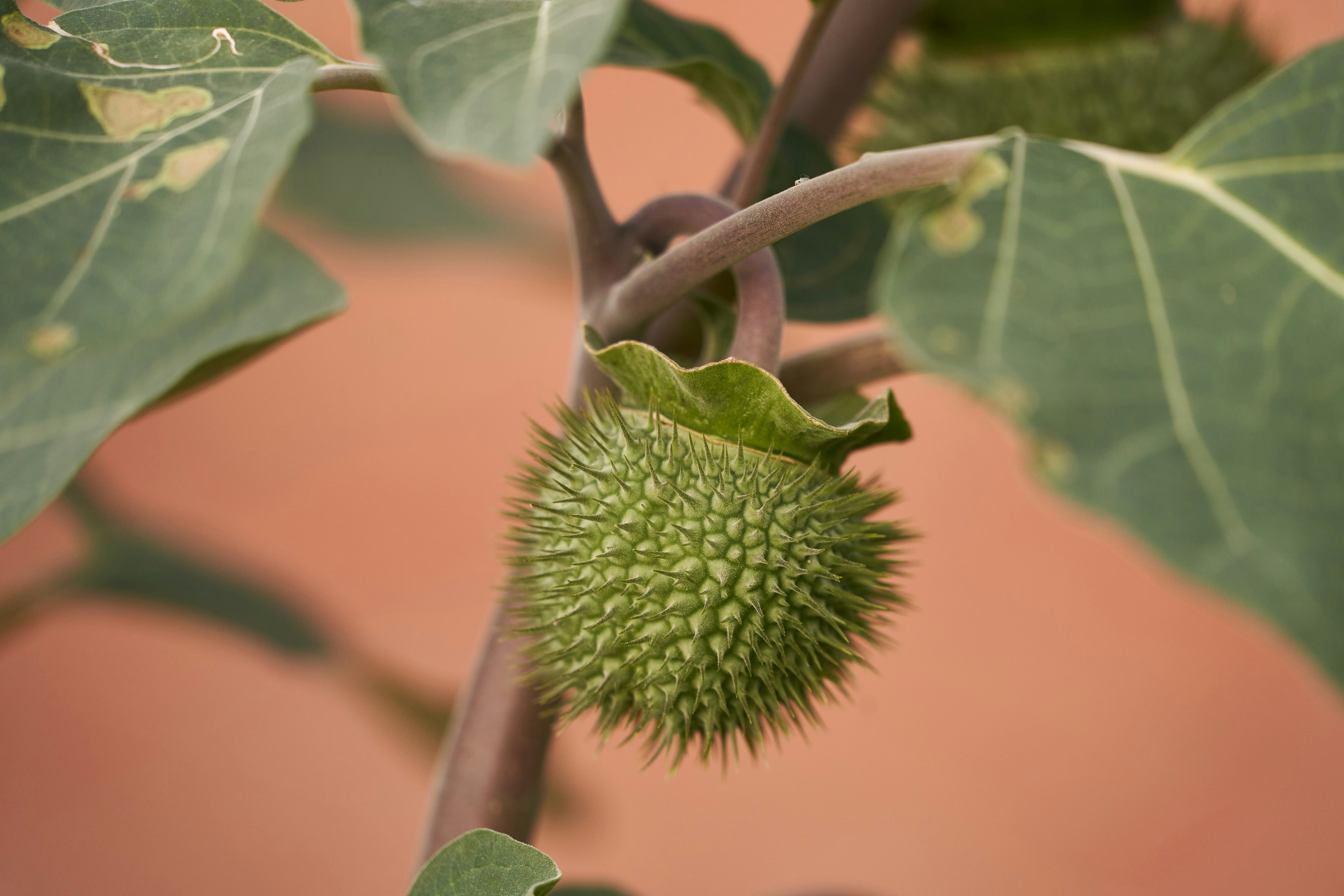 Photo by wolfgang_hasselmann