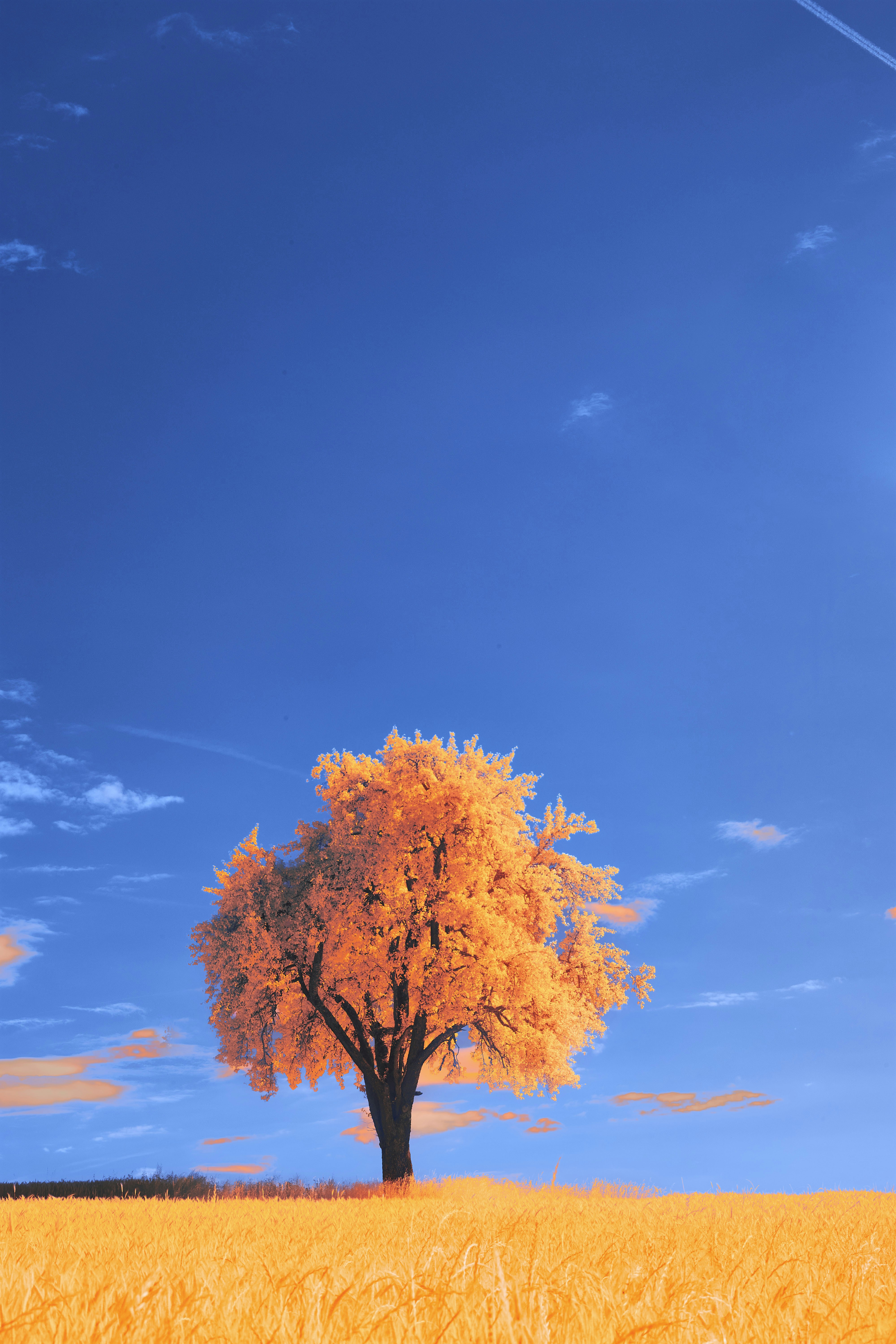 Photo by wolfgang_hasselmann