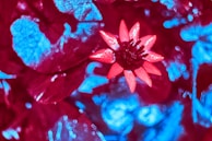 A vibrant product image enhanced with crisp details and color pop for commercial use.