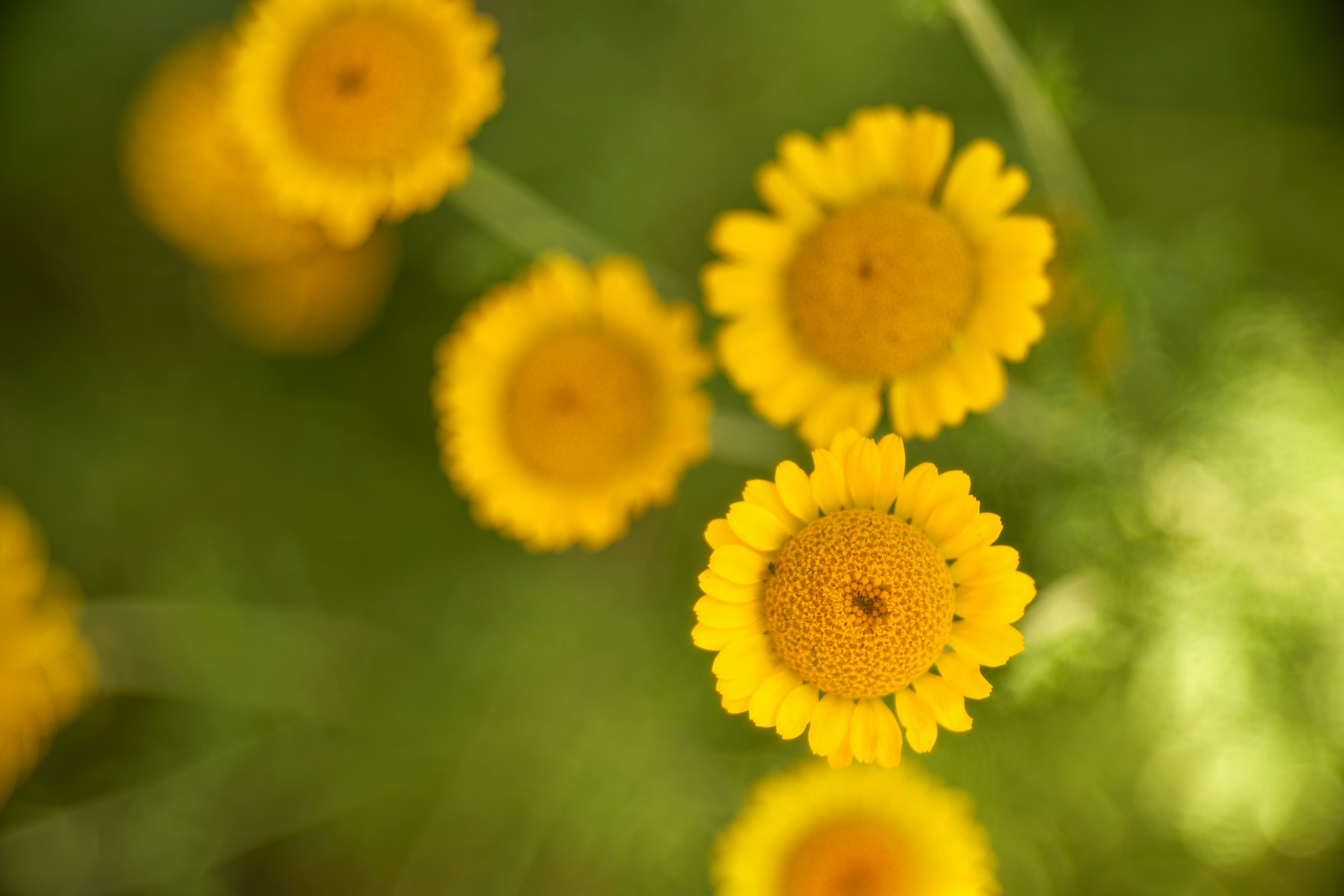 Photo by wolfgang_hasselmann