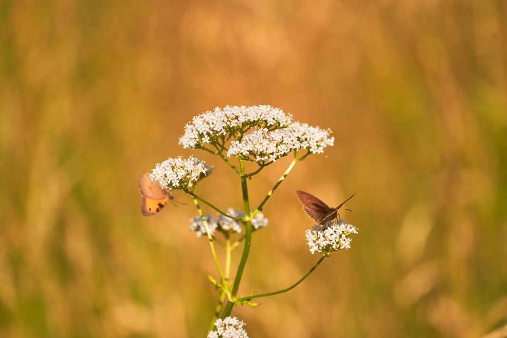 a couple of butterflies on a flower